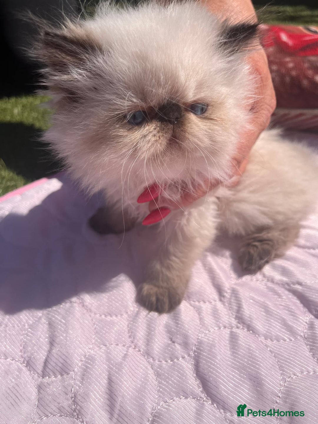 Persian cats for sale: Himalayan Persian kittens - Image 1