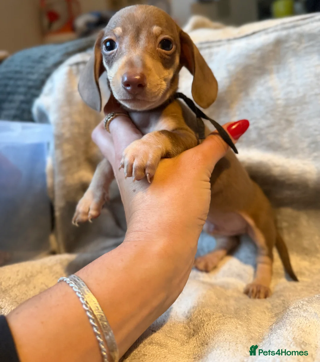 Miniature Dachshund dogs for sale: KC Reg Miniature Dachshunds Dapple Isabella    - Advert 3