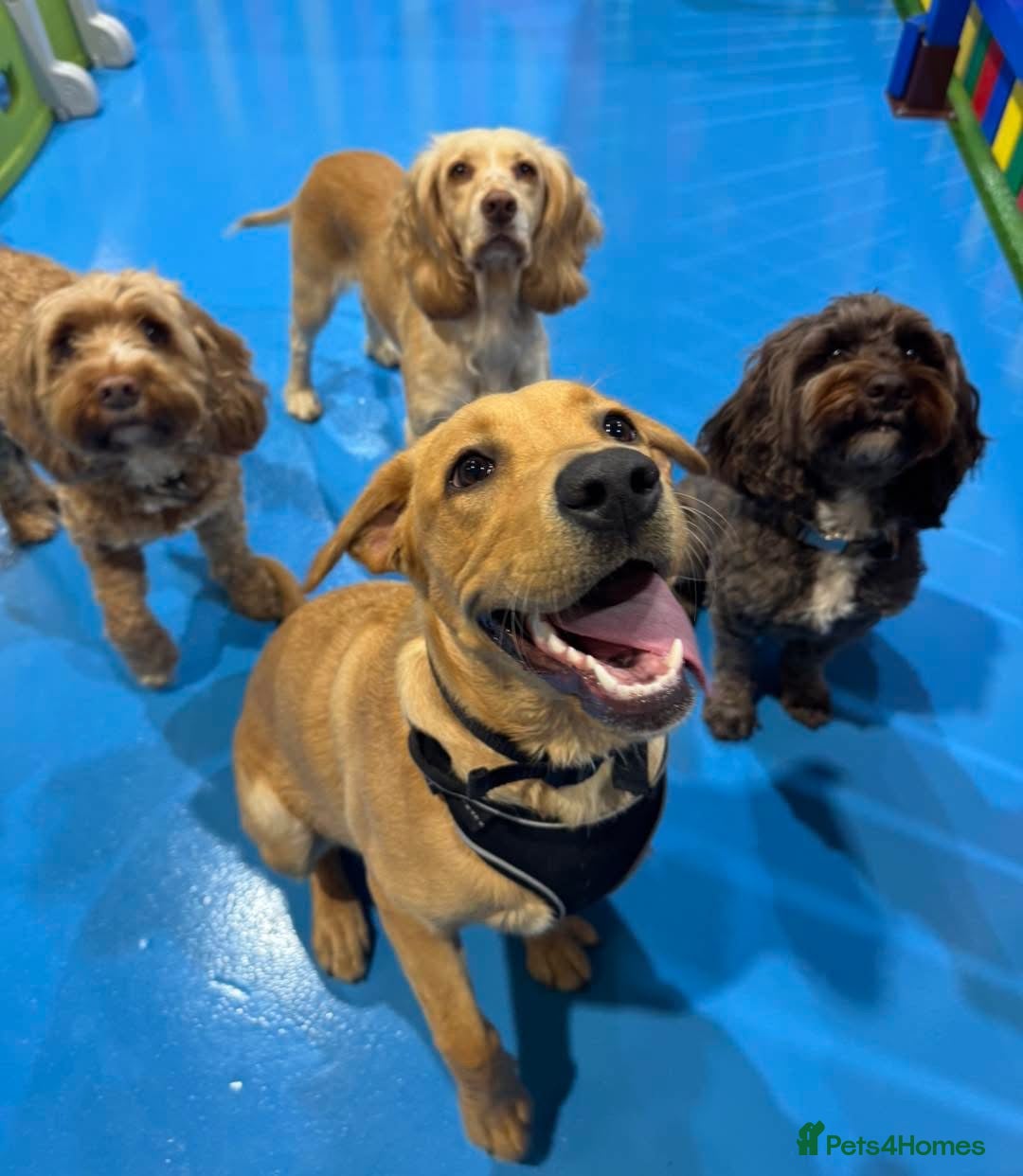 Labrador Retriever dogs for sale: 1 year old bitch Labrador  - Advert 4