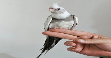 Cockatiels birds - Advert 7