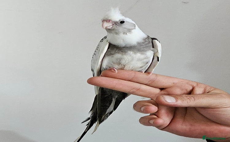 Cockatiels birds - Advert 14