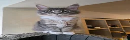 Maine Coon cats for sale: ❤️ TICA Registered Maine Coon Kittens Ready Now ❤️ - Advert 3