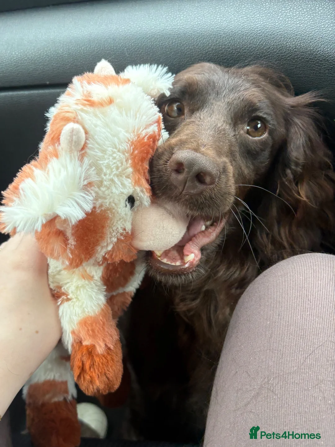 Cockapoo dogs for sale: 2 year old cockapoo female - Advert 4