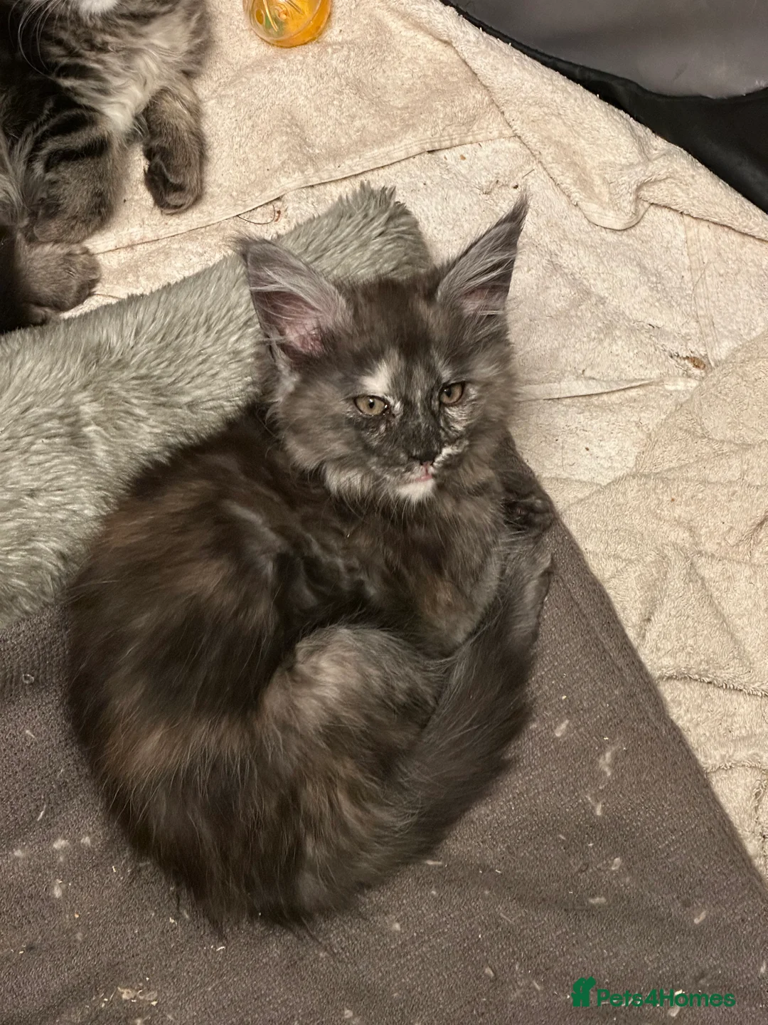 Maine Coon cats for sale: Tica Active Kittens - Advert 4