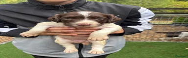 English Springer Spaniel 2