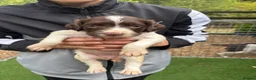 English Springer Spaniel dogs for sale: KC Springer Spaniel Puppies  - Advert 5
