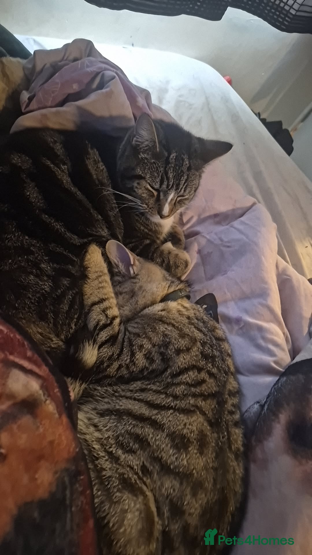 Mixed Breed cats Mickey and Marley - Advert 1