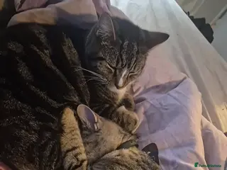 Mixed Breed cats Mickey and Marley - Advert 1