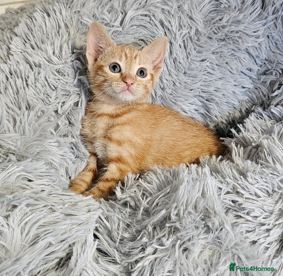 Maine Coon cats for sale: Kittens mix breed ready now  - Advert 5