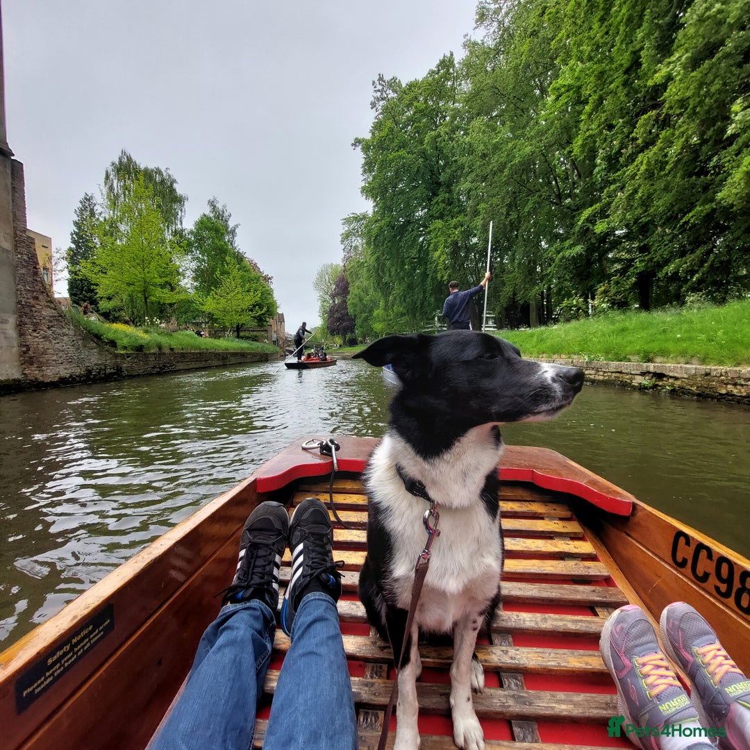 Border Collie dogs for sale: Female Short Hair Border Collie - Advert 4