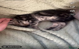 Mixed Breed cats for sale: Adorable kittens for new home  - Image 4