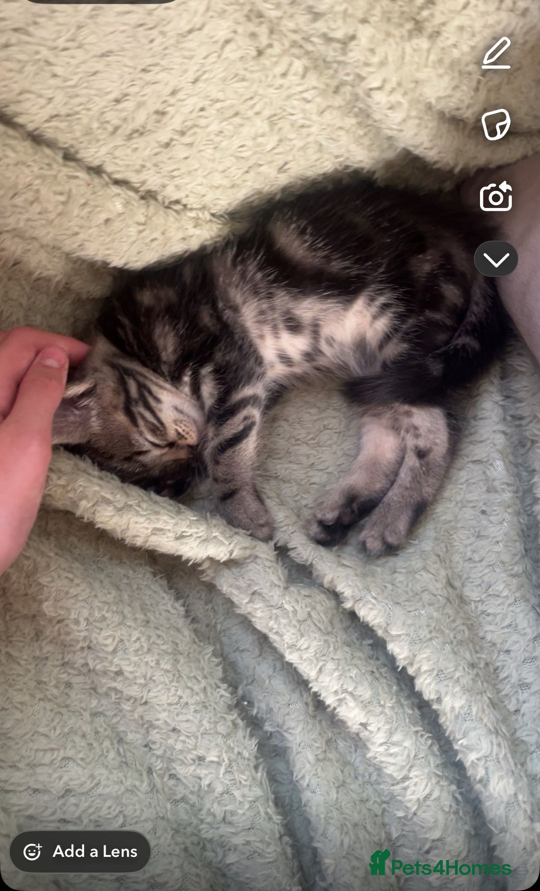 Mixed Breed cats for sale: Adorable kittens for new home  - Image 4