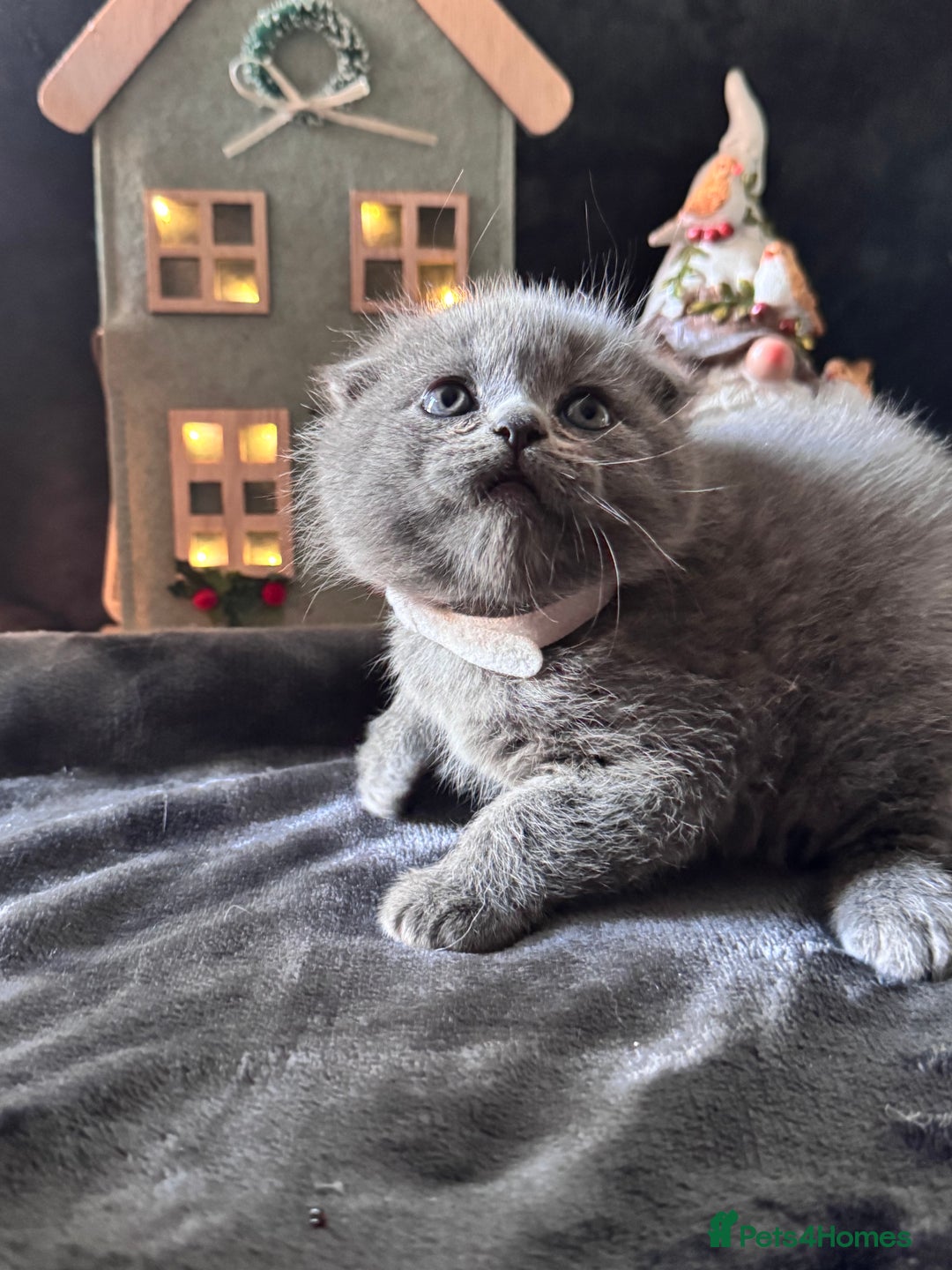 Scottish Fold cats for sale: Beautiful British Shorthair Scottish Fold Kittens - Advert 36