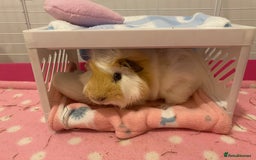 Guinea Pig rodents for sale: Two lovely boars with complete set up - Image 7