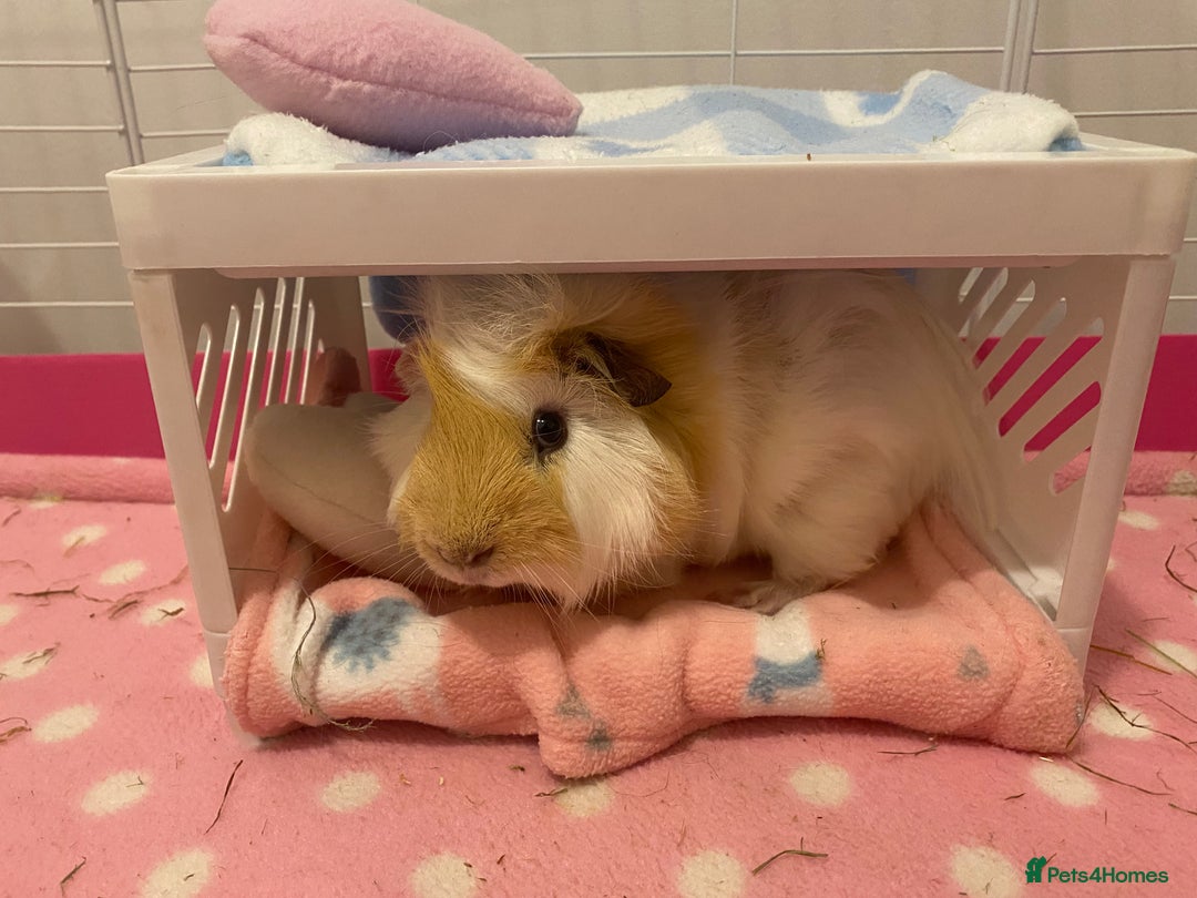 Guinea Pig rodents for sale: Two lovely boars with complete set up - Image 7