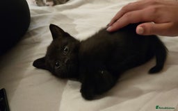 Mixed Breed cats for sale: 4 beautiful mixed breed playful kittens in Ingatestone - Image 6
