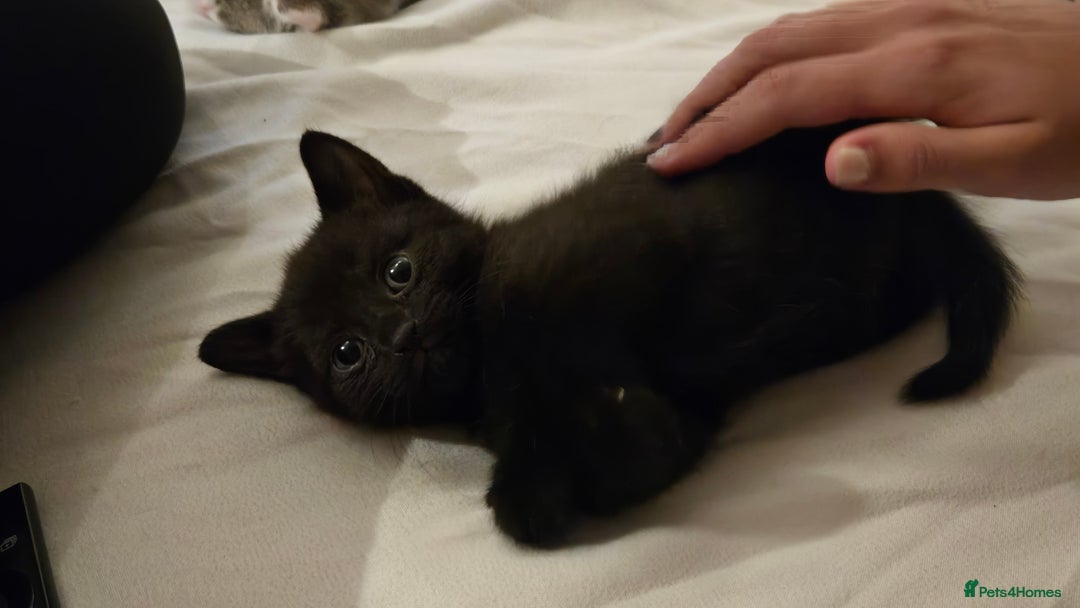 Mixed Breed cats for sale: 4 beautiful mixed breed playful kittens in Ingatestone - Image 6