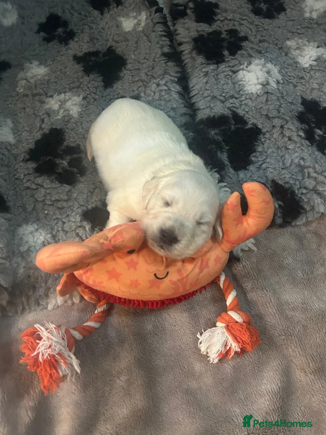 Golden Retriever dogs for sale: KC Champion Lines Golden Retriever pups - Advert 6