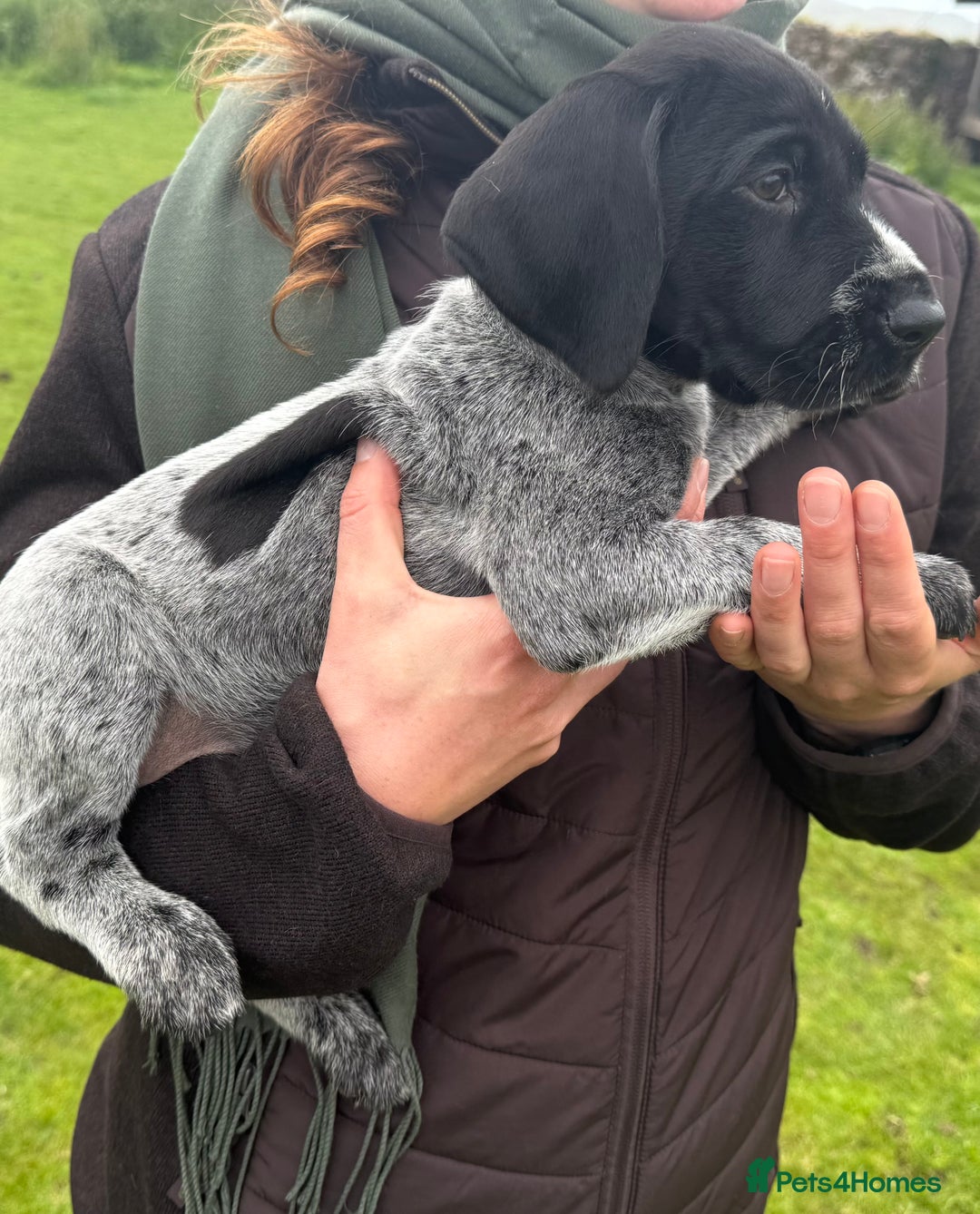 German Wirehaired Pointer dogs for sale: Beautiful German Wire-haired Pointer Pups in Campbeltown - Image 4