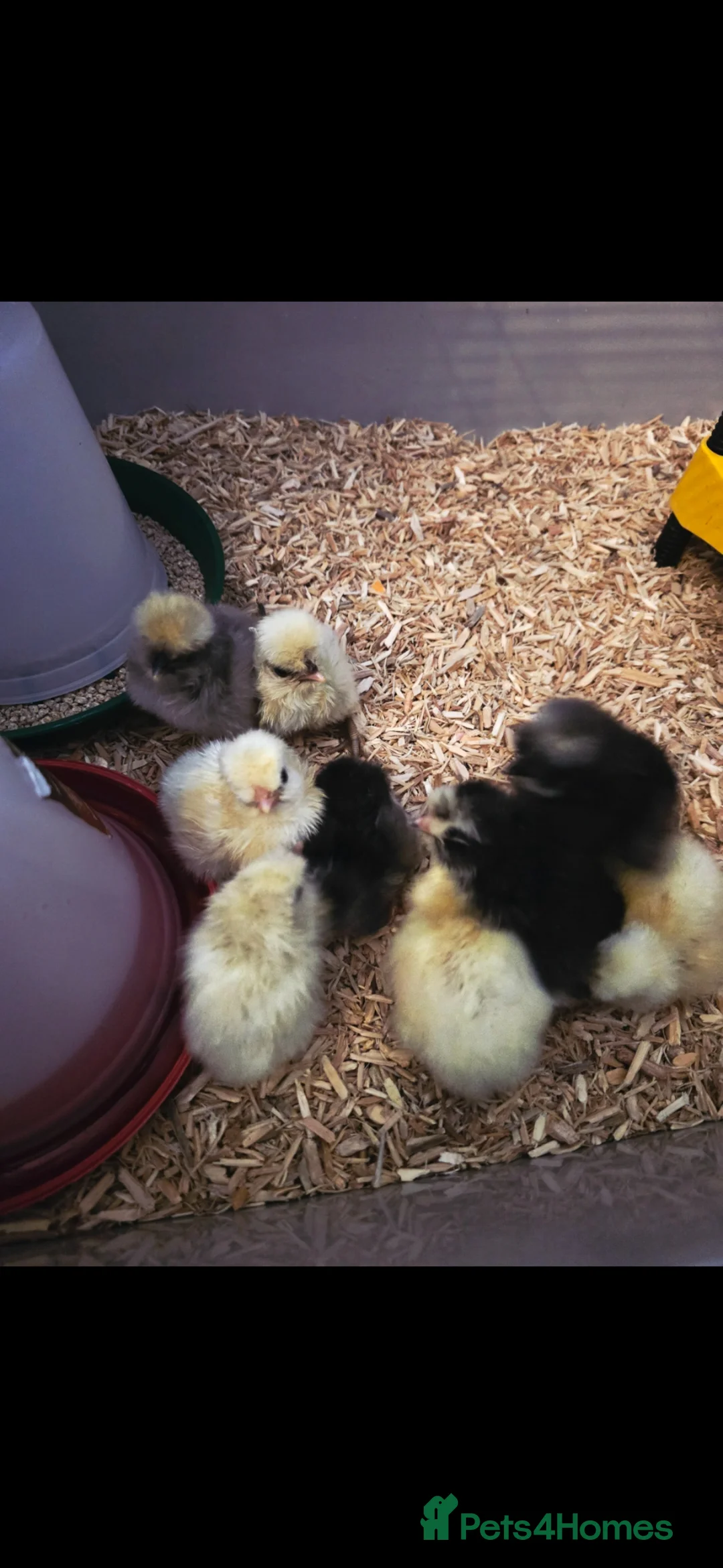 Chickens poultry for sale: **🐣 Silkie/Polish mixed chicks for sale 🐣** - Advert 1