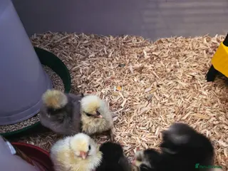 Chickens poultry **🐣 Silkie/Polish mixed chicks for sale 🐣** - Advert 1