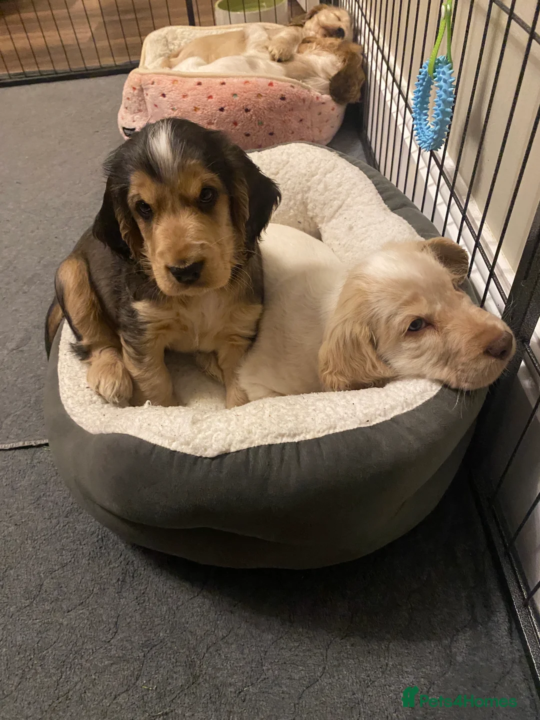 Cocker Spaniel dogs for sale: Stunning Litter of Show Cocker Spaniels  - Advert 17
