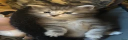 Maine Coon cats for sale: Beautiful Tica Registered kittens - Advert 27