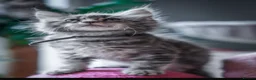 Maine Coon cats for sale:  Chunky full Maine coon kittens ready now   £795 - Advert 26