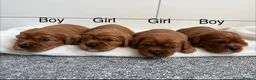 Cavalier King Charles Spaniel dogs for sale: Cavalier King Charles Spaniel puppies  - Advert 2