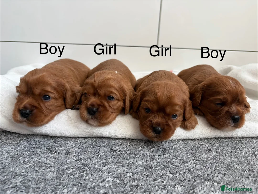 Cavalier King Charles Spaniel dogs for sale: Cavalier King Charles Spaniel puppies  - Advert 2