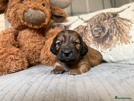 Miniature Dachshund dogs - Advert 9