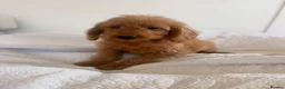 Labradoodle dogs for sale: LICENSED BREEDER HEALTH TESTED MINI LABRADOODLES - Advert 33
