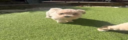 Poochon dogs for sale: Two stunning F1 poochon males avaailable in Saint Helens - Advert 7