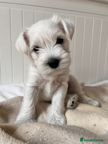 Miniature Schnauzer dogs - Advert 1