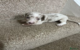 Miniature Dachshund dogs for sale: Miniature dachshund puppies - Image 1