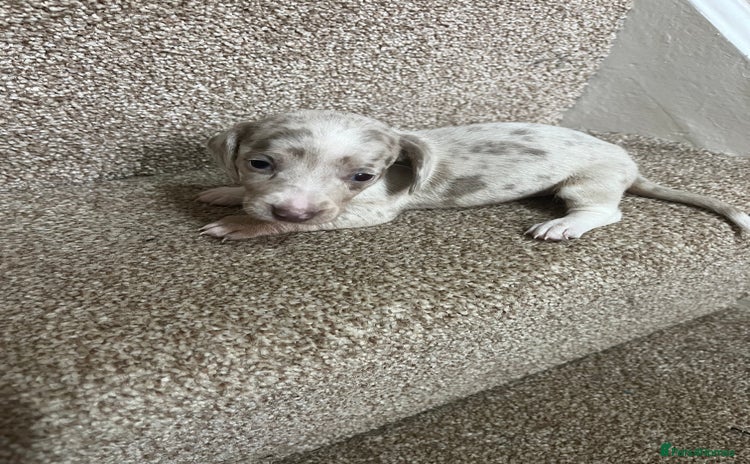 Miniature Dachshund dogs - Advert 12