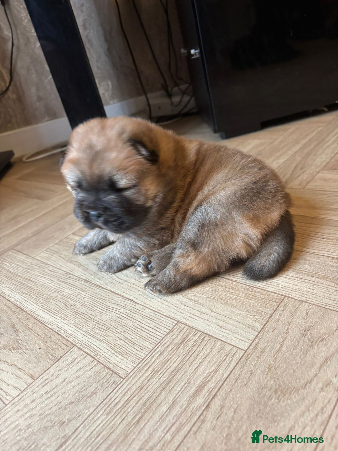 Chow Chow dogs for sale: Stunning Chow Chow Puppies Luxi Chow × Royal Chows - Advert 3