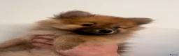 Pomeranian dogs for sale: Pomeranian Puppies - Advert 6
