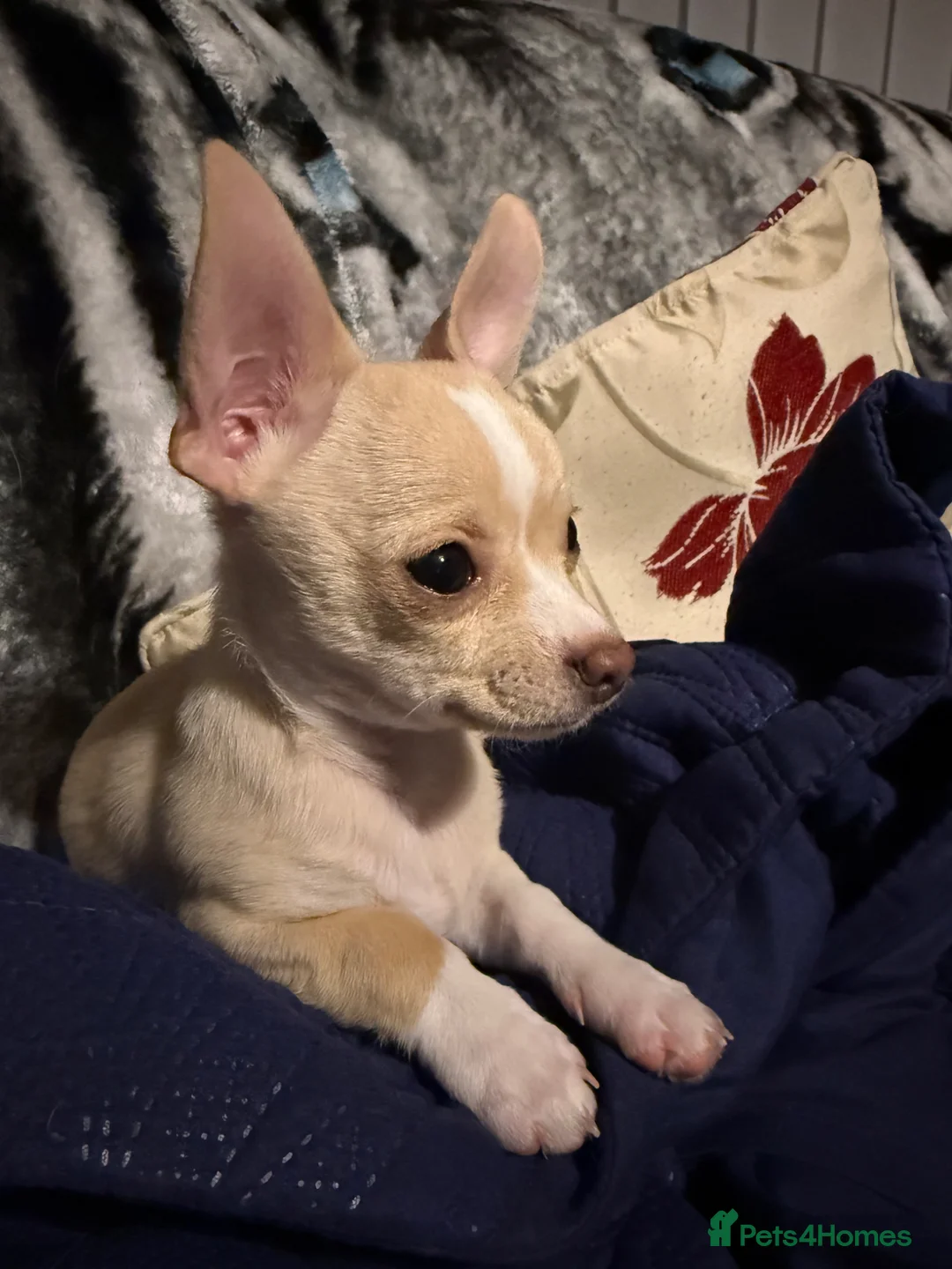 Pomchi dogs for sale: Beautiful tiny boy  - Advert 2
