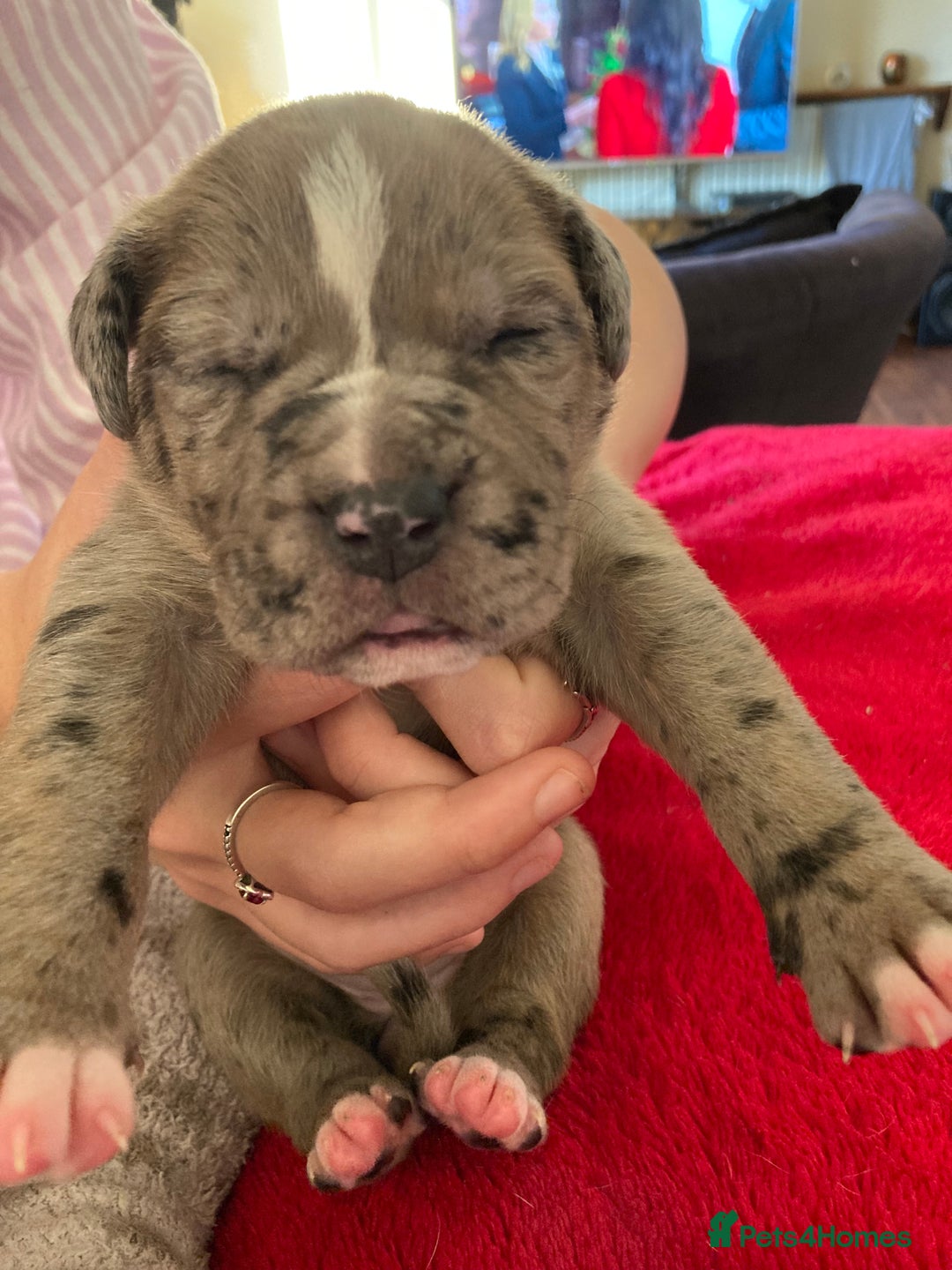 Mixed Breed dogs for sale: Mastiff x Staffy Puppies  - Advert 17