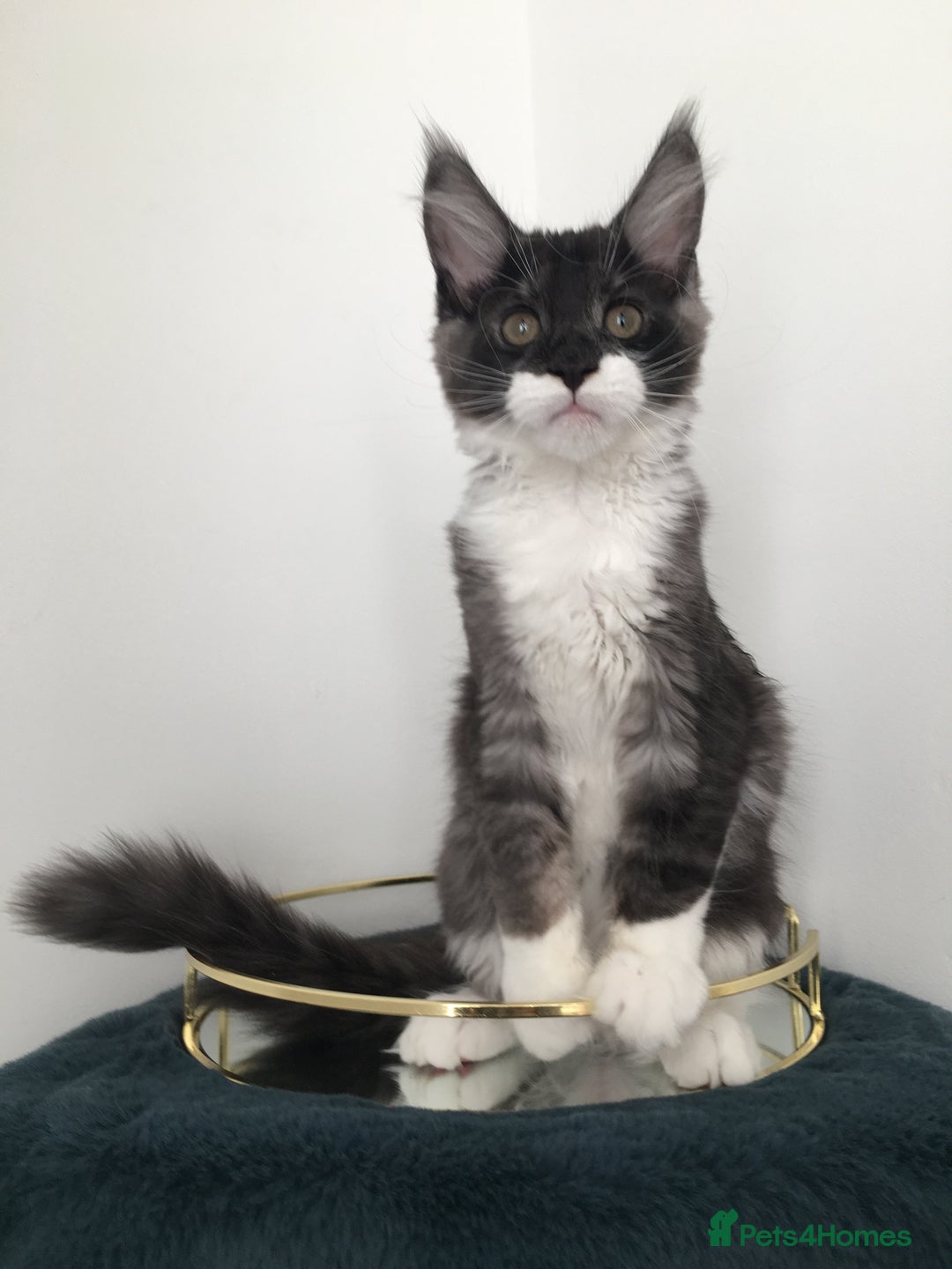 Maine Coon cats for sale: Mainecoons kittens Xl pedigree - Image 18