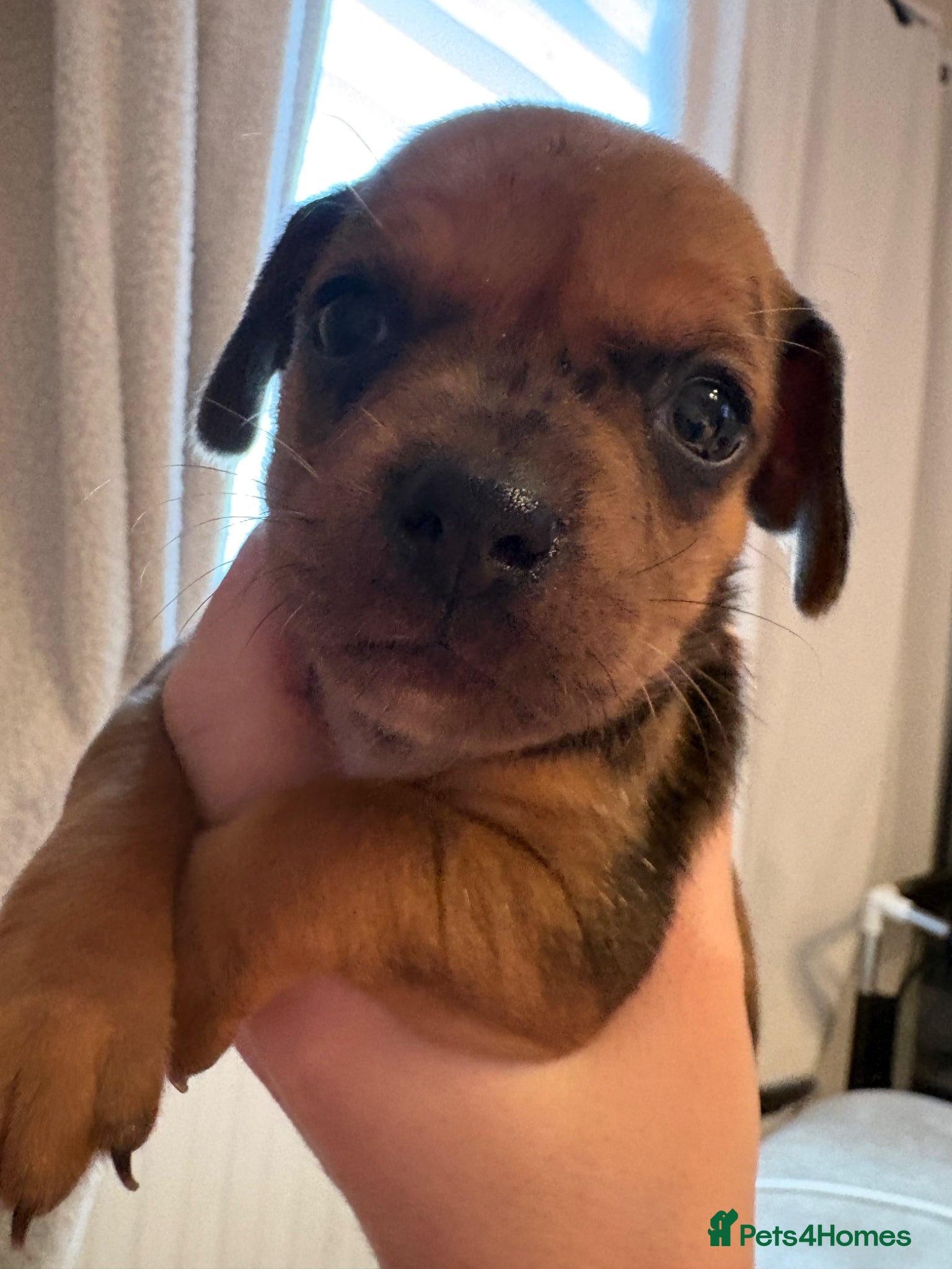 Mixed Breed dogs Mixed litter  - Advert 4