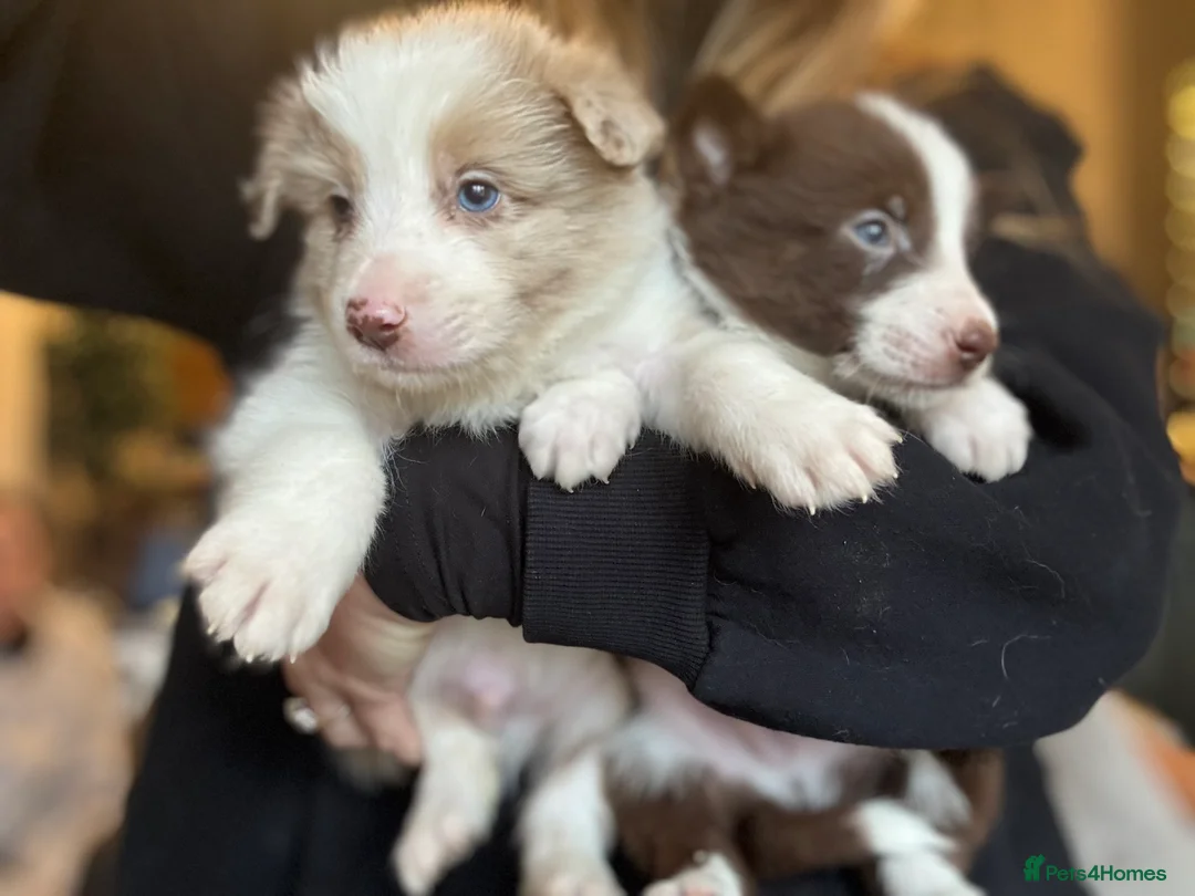 Border Collie dogs for sale: Pure Bred Border Collie Puppies For Sale - Advert 3