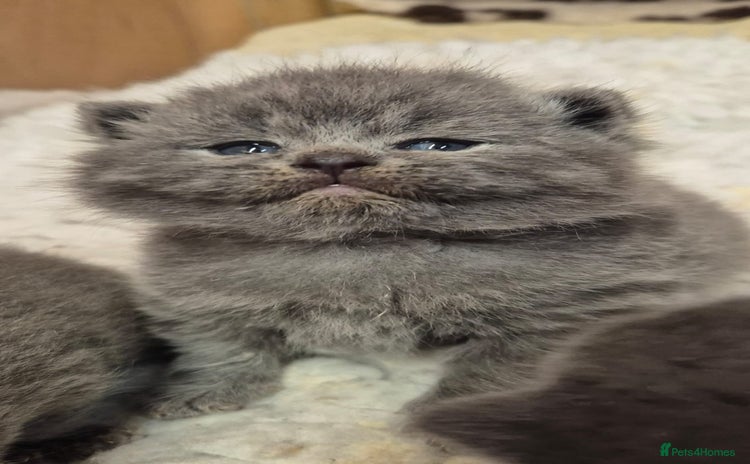 British Shorthair cats - Advert 1