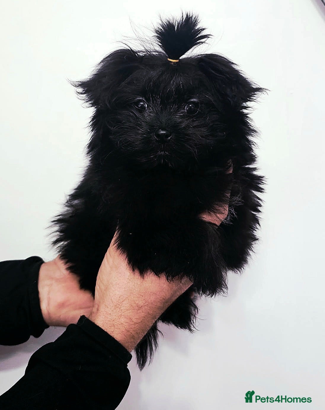 Mixed Breed dogs Maltipom  girl  - Advert 16