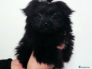 Mixed Breed dogs Maltipom girl - Advert 16