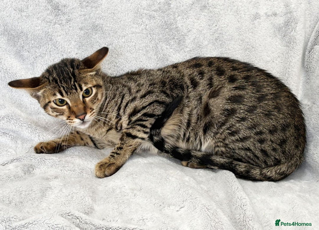 Savannah cats for sale: Three beautiful F5 SBT Savannah sisters - Advert 13
