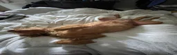 Hungarian Vizsla dogs for sale: 11 amazing wire haired vizsla puppies - Advert 18