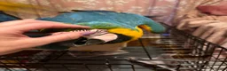 Macaws birds for sale: Baby Blue And Gold Macaws - Advert 8