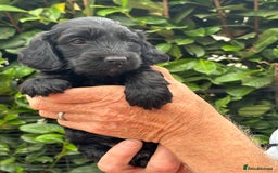 Cockapoo dogs for sale: DNA clear / Licensed Breeder for peace of mind  - Image 18